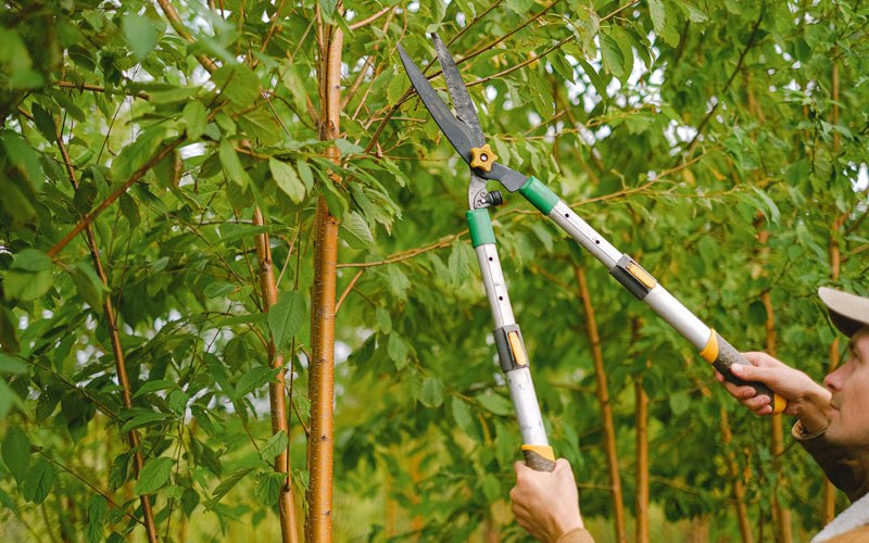 Tree trimming in Oyens, IA